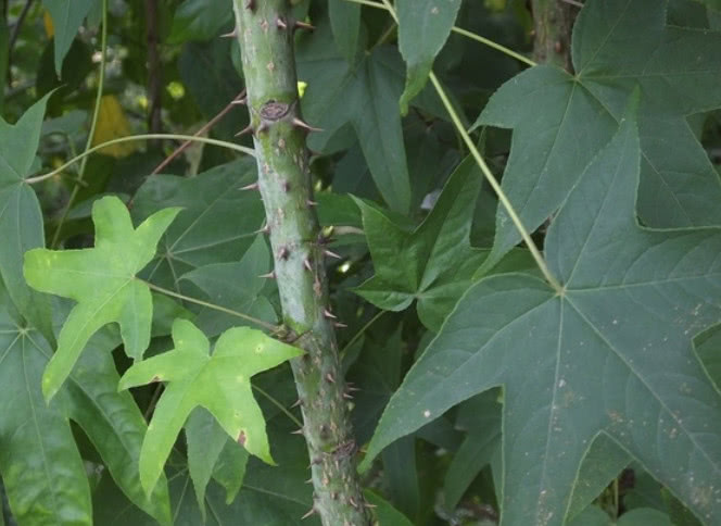 这种树仅河南特有,以前称它"鬼见愁",因效用繁多被农民当成宝