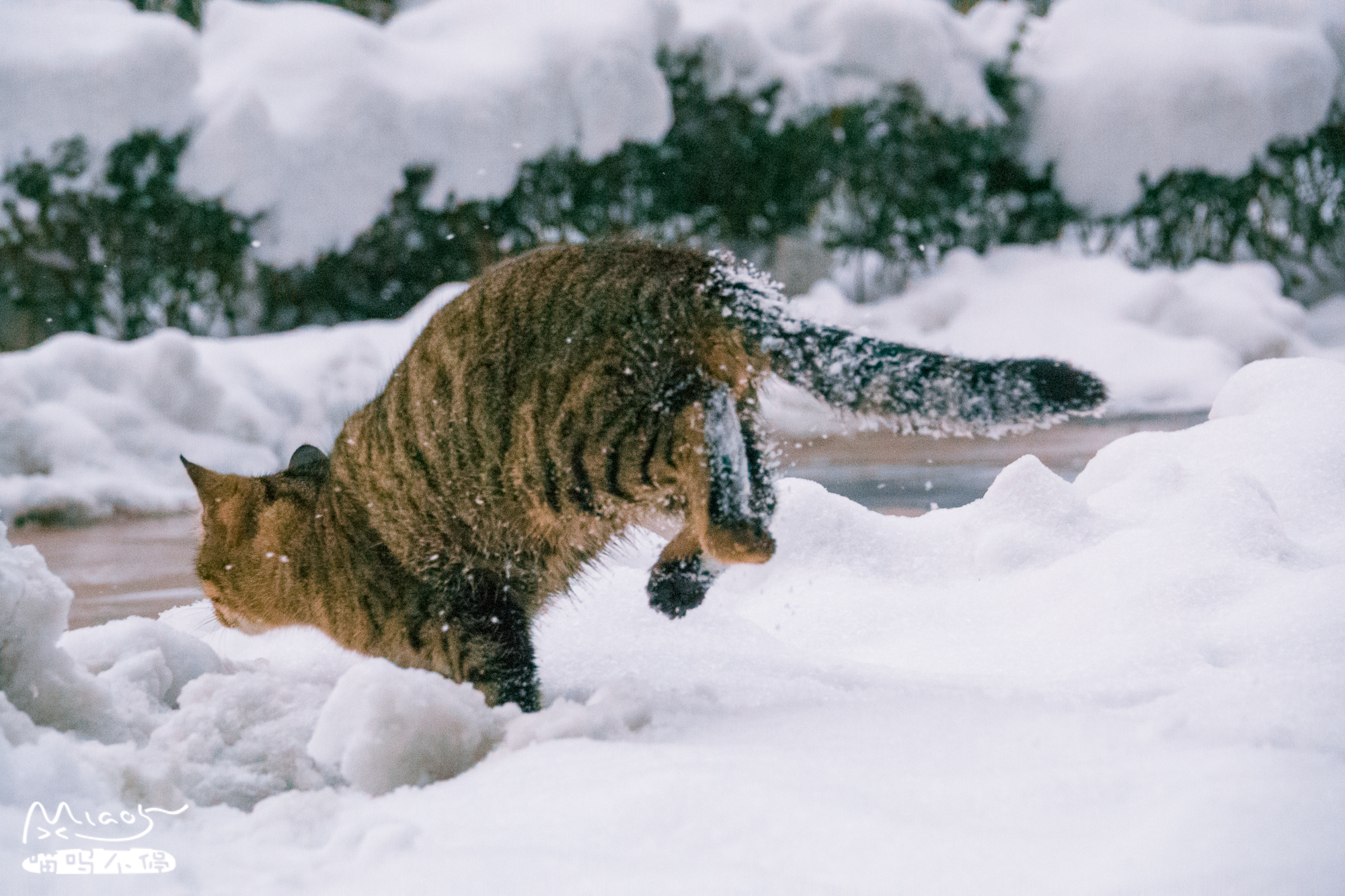 不愧是中华大狸猫,在雪中奔走戏耍,一点不怕冷,活像一只小老虎