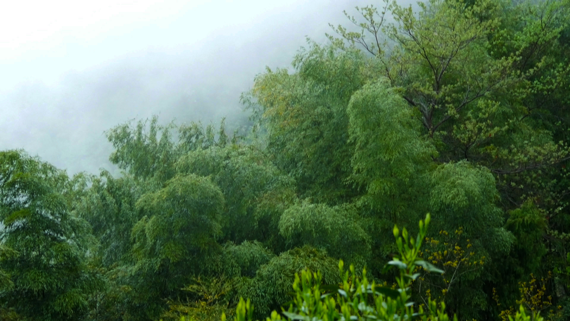 徽州歙县问政山贡笋,竟然和这个动物名字有关系