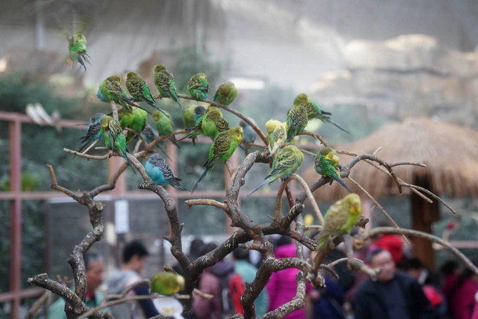 北京南宫百鸟乐园里游客多 学习知识争做"爱鸟人"