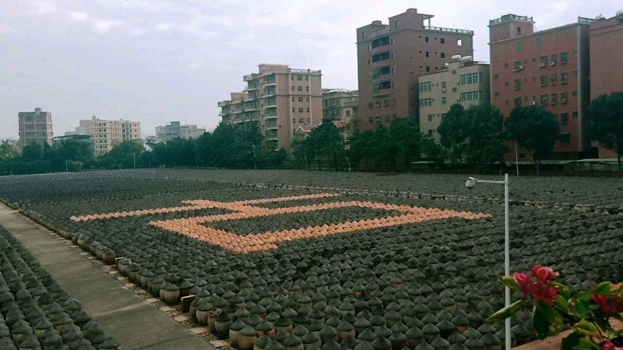 直面六万多个酱缸的震撼场面,带你了解古龙工厂酱文化及做酱流程