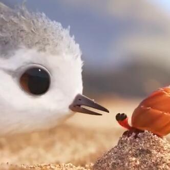 大家好,我是每日微动漫,今天推荐的动漫是迪士尼萌系动画短片《鹬》.