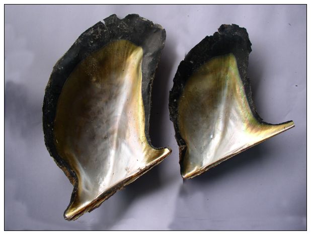 百度爱采购首页 商品专题_珍珠河蚌长在贝壳上的不止贝附珍珠,在鲍鱼