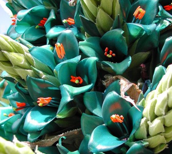 地球上最神奇的植物,能吞食一只羊,农民一看见就会把它烧毁!