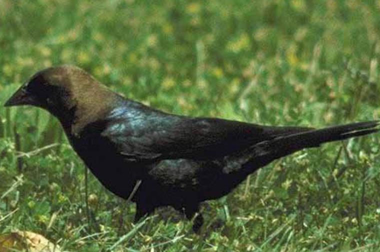 墨西哥拟八哥,又名细嘴拟八哥,是墨西哥特有的一种拟黄鹂科鸟类,原本