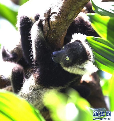 广州长隆成功繁育斑狐猴三胞胎