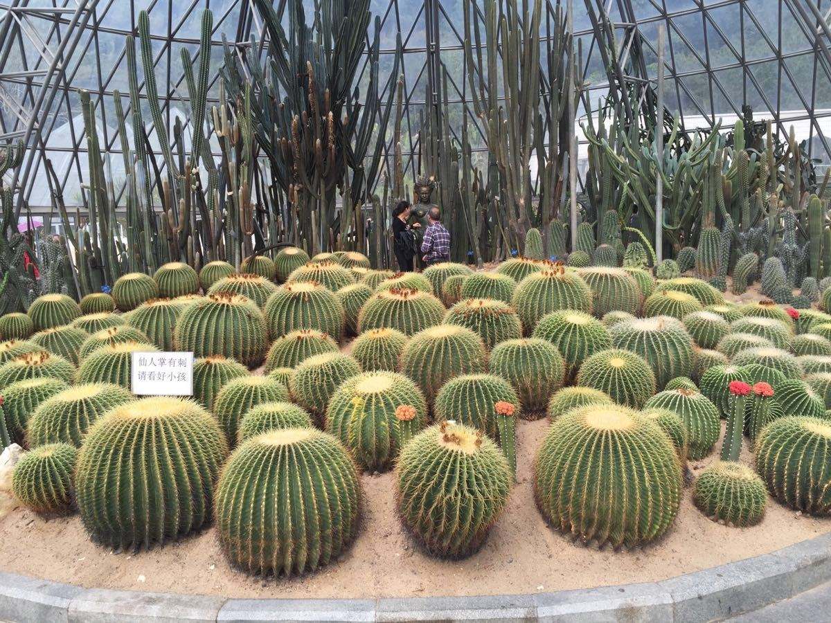 既然称之为老街,就是有一定历史的,跟北京的王府井,上海的步行街是一