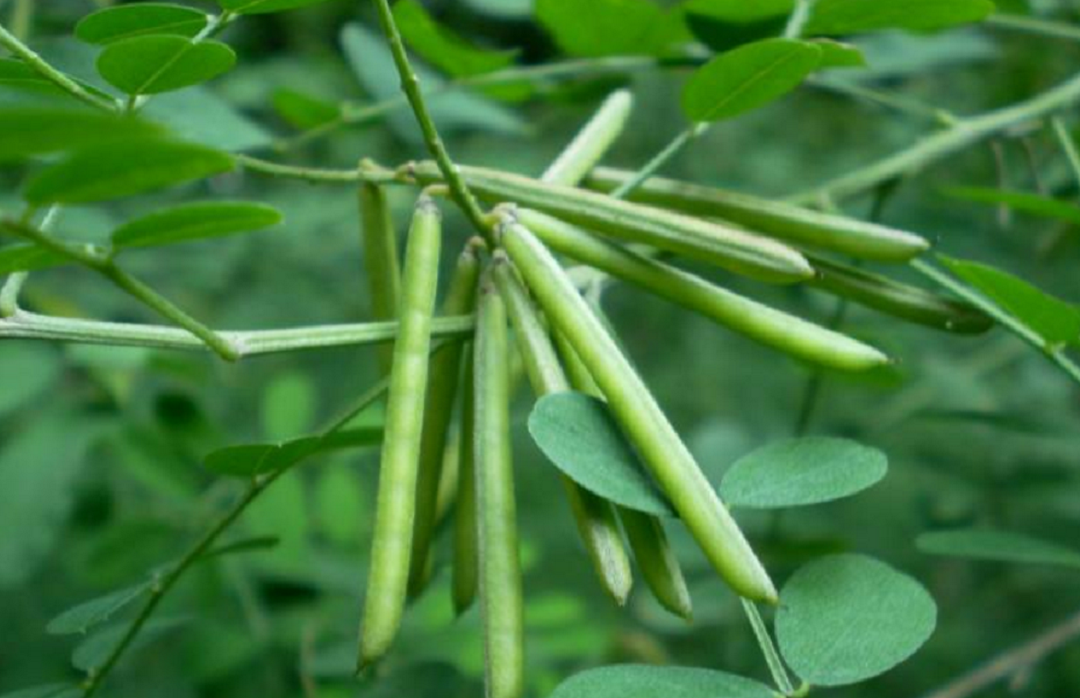 这植物结的果实像绿豆,以为只能做观赏植物,殊不知它的价值