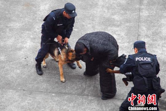 现场演练警犬对"涉暴嫌疑人"扑咬 张俊芳 摄