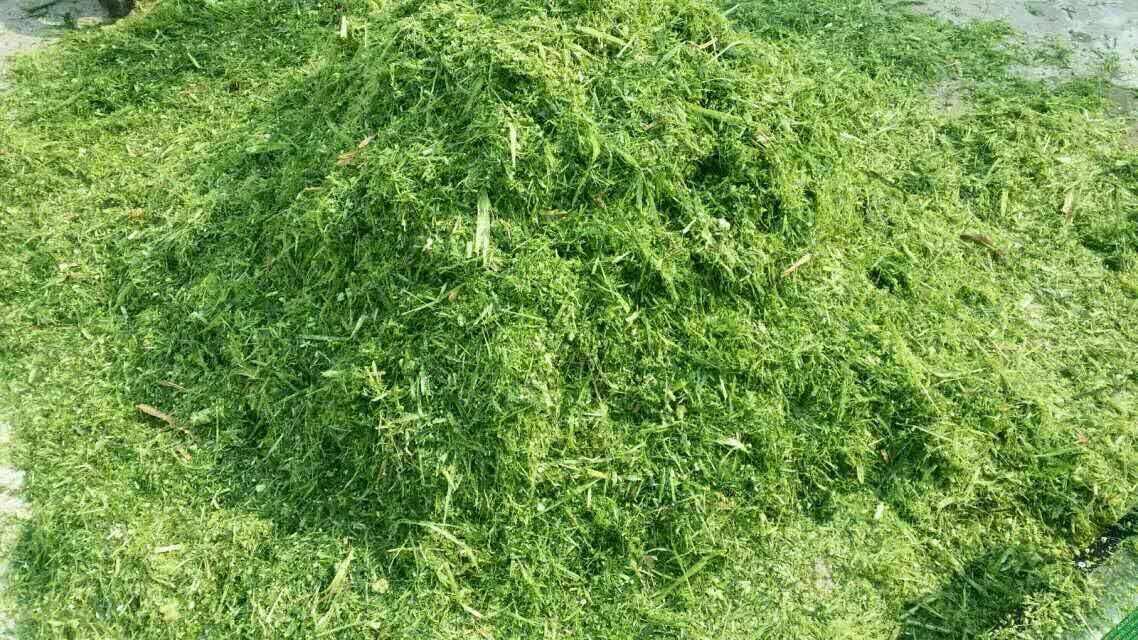 鹅草- 2020年最新商品信息聚合专区 - 百度爱采购