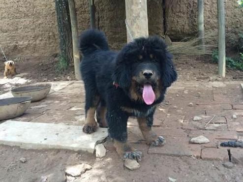 男子买回一只杂交藏敖,养了几月后察觉不对劲,知道真相乐坏了