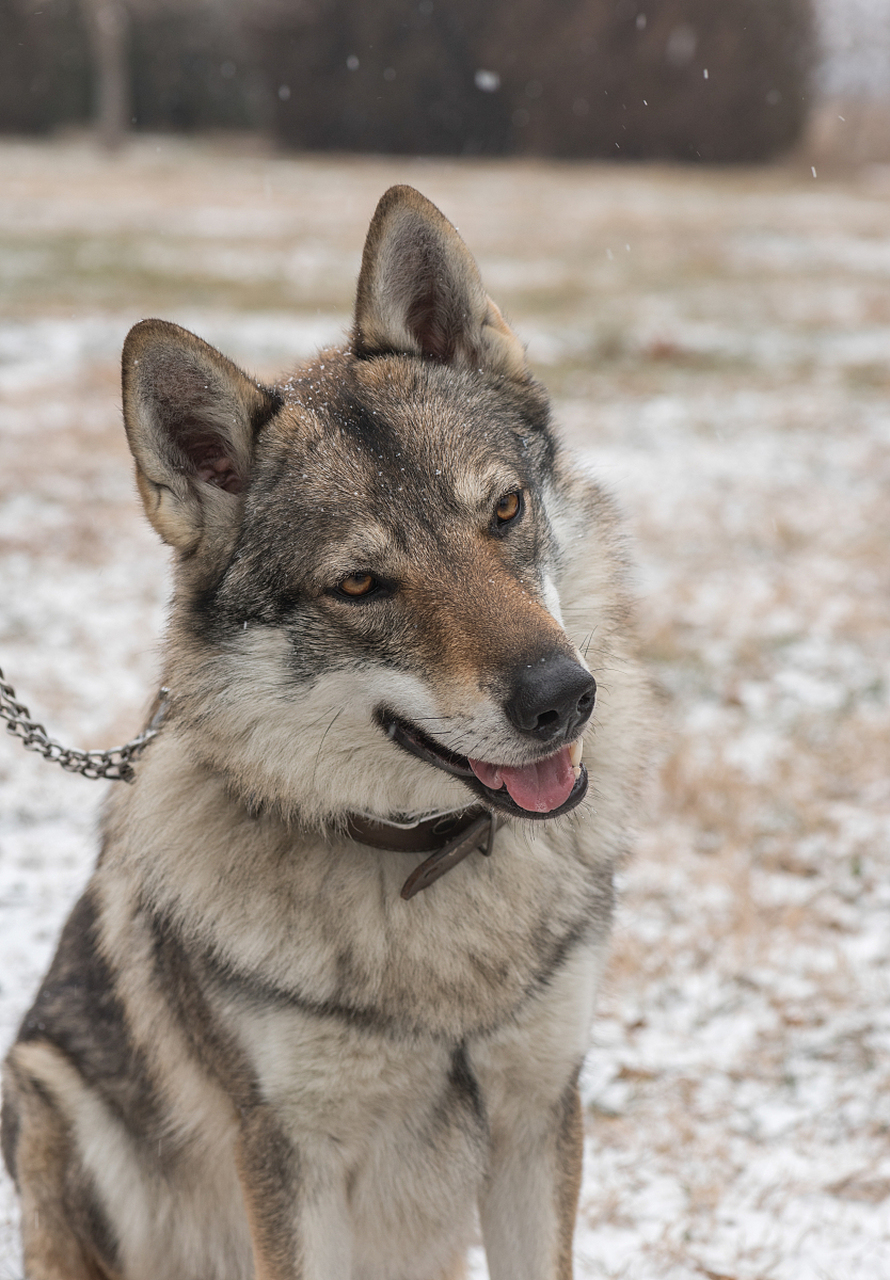 计划# #百家新收益# 捷克狼犬是一种具有悠久历史和独特特性的犬种