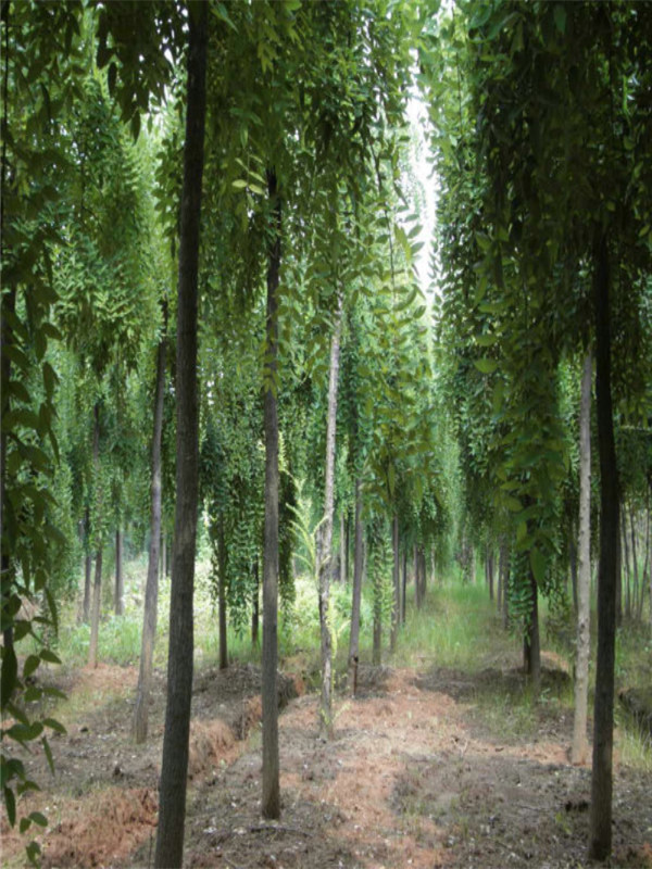 它的枝干形似龙爪,有掌万物之灵气的形姿在槐树品种中占据较高地位,在