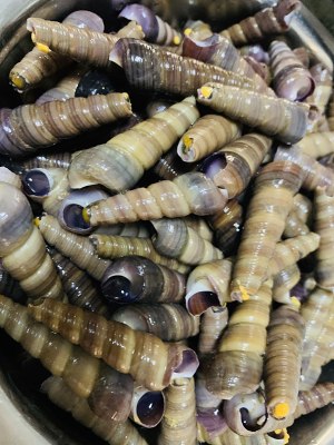 辣炒丁螺最简单的家常做法,学会这一招,丁螺香辣爽口,百吃不腻