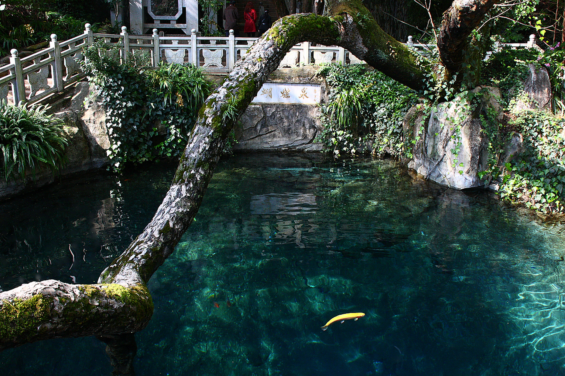 穿越时空的旅行# 大理蝴蝶泉,位于云南省大理市的一处自然景观,以其