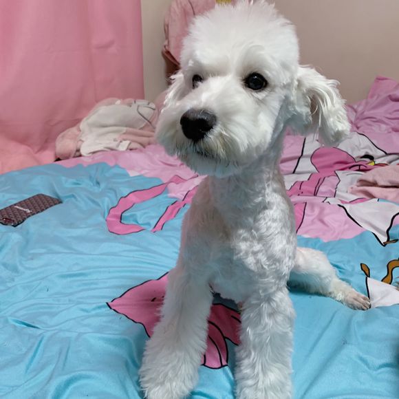 雪纳瑞变白了,再也不是从前的“小黑狗”了,真可爱
