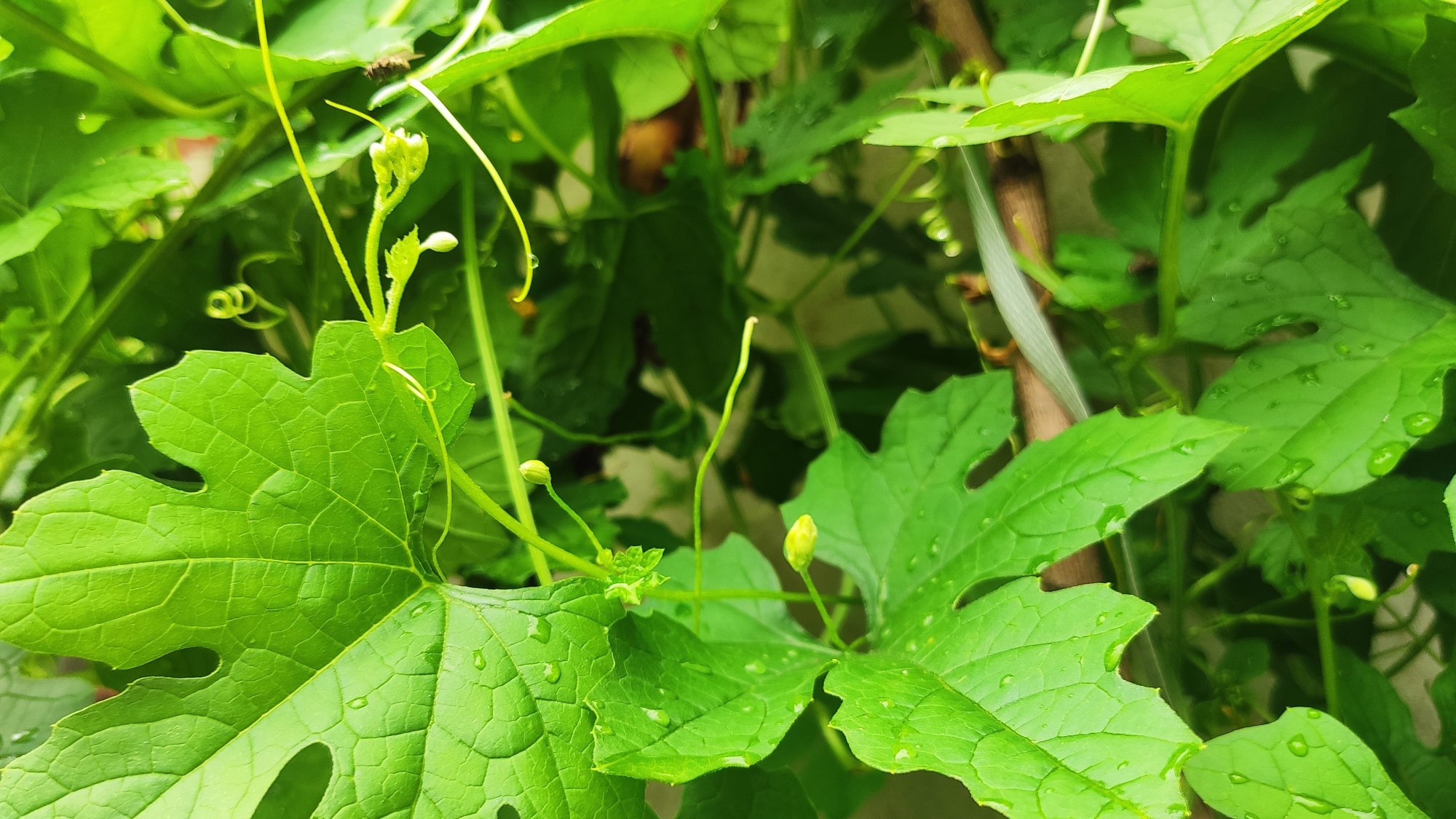 苦瓜叶不仅食用,还可以外用!