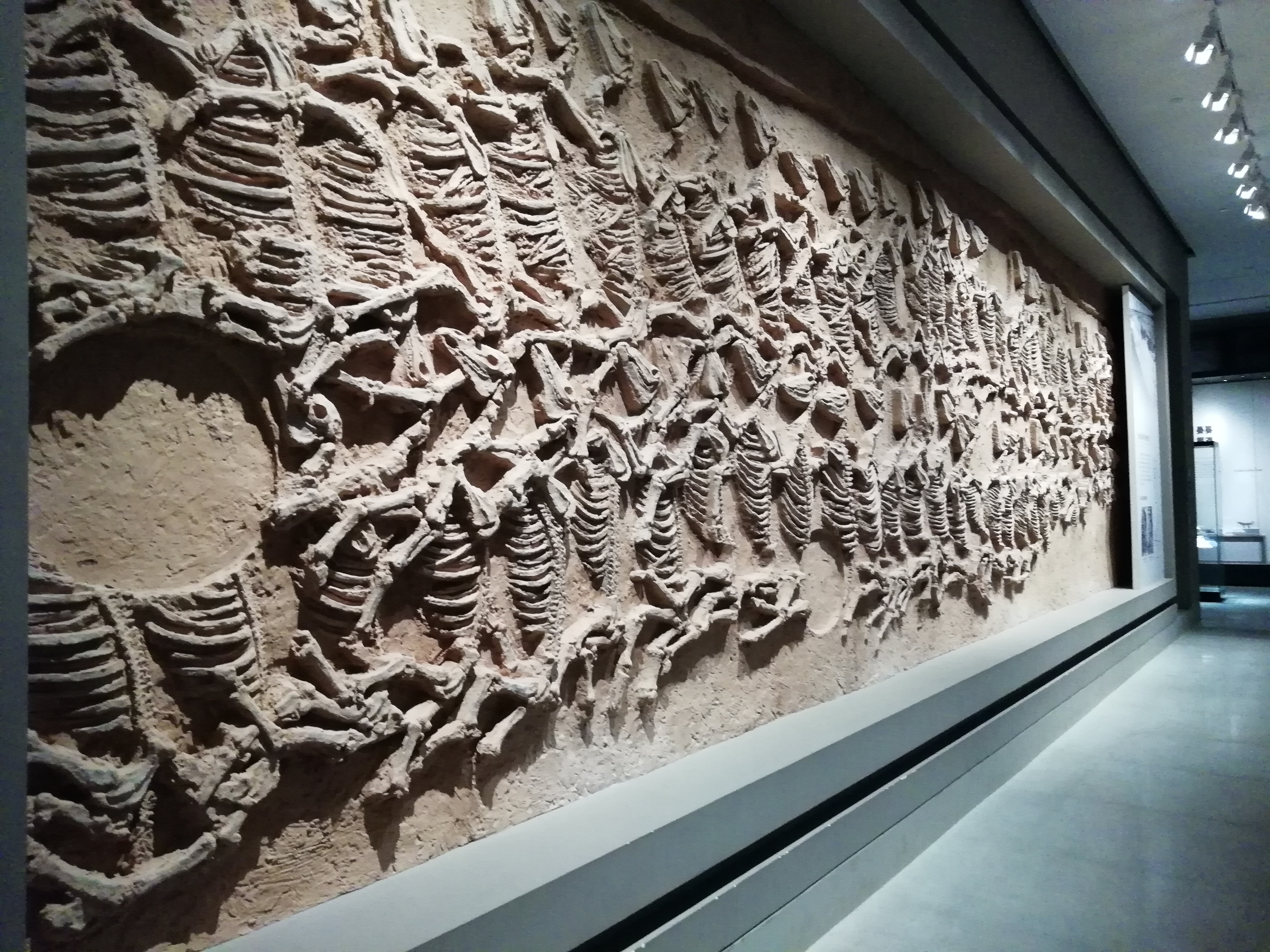 殉马坑.也是规模很大的帝王墓葬才有的.