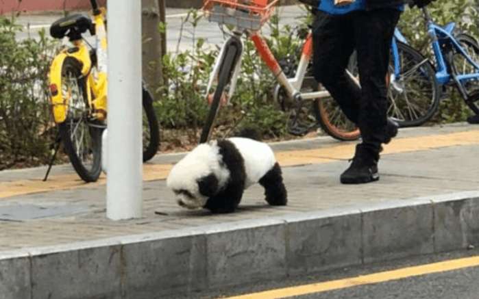 有人竟然牵熊猫散步!仔细看,简直笑到扶墙走!