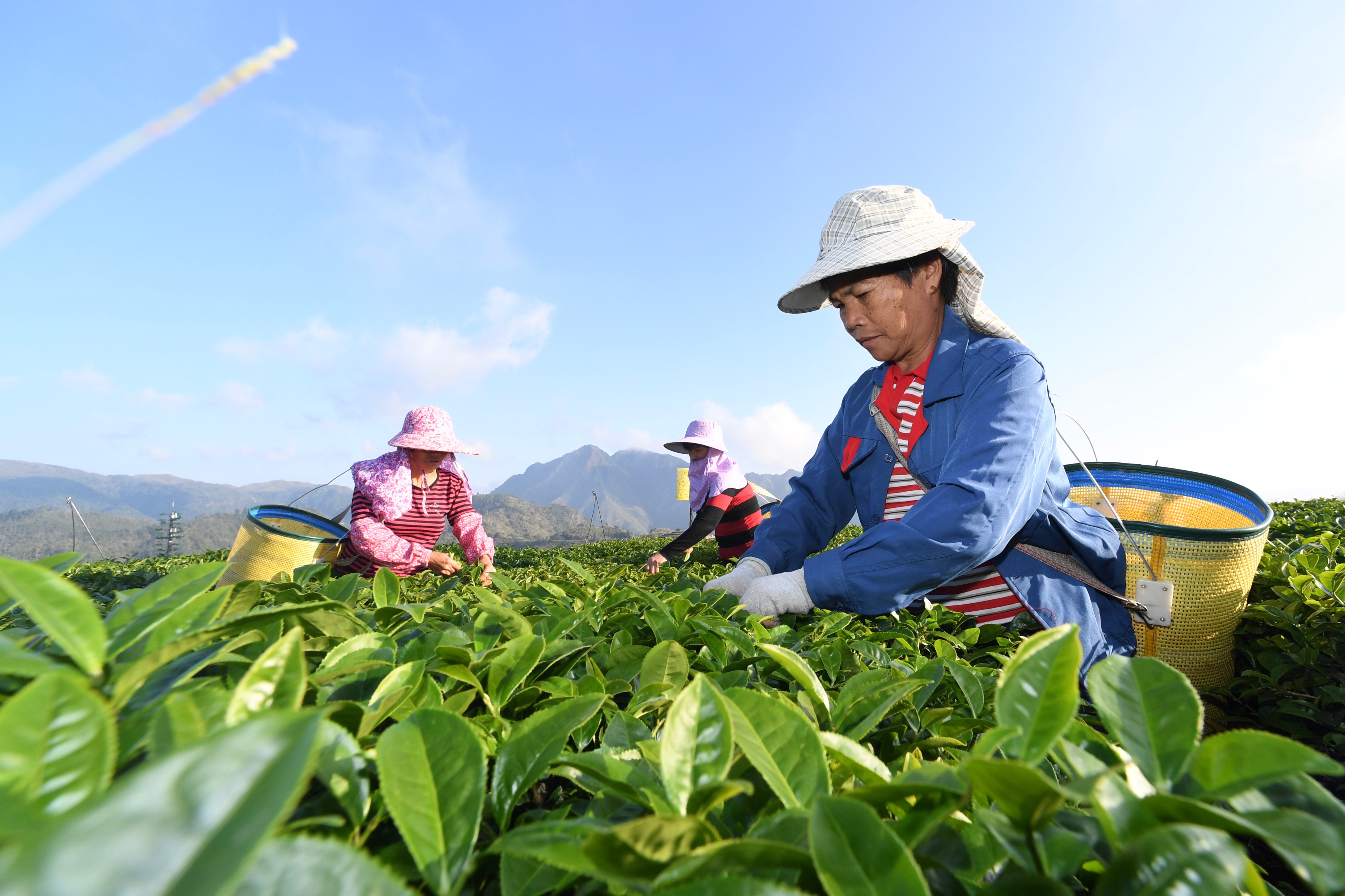 福建平和:高山茶园采摘季