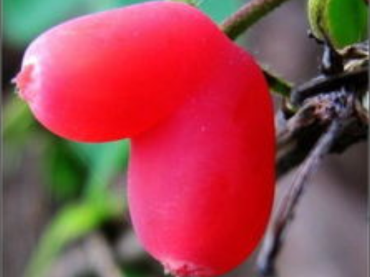 被名字"毁了"的野果,明明应该叫爱心果,却被人们叫做裤衩果