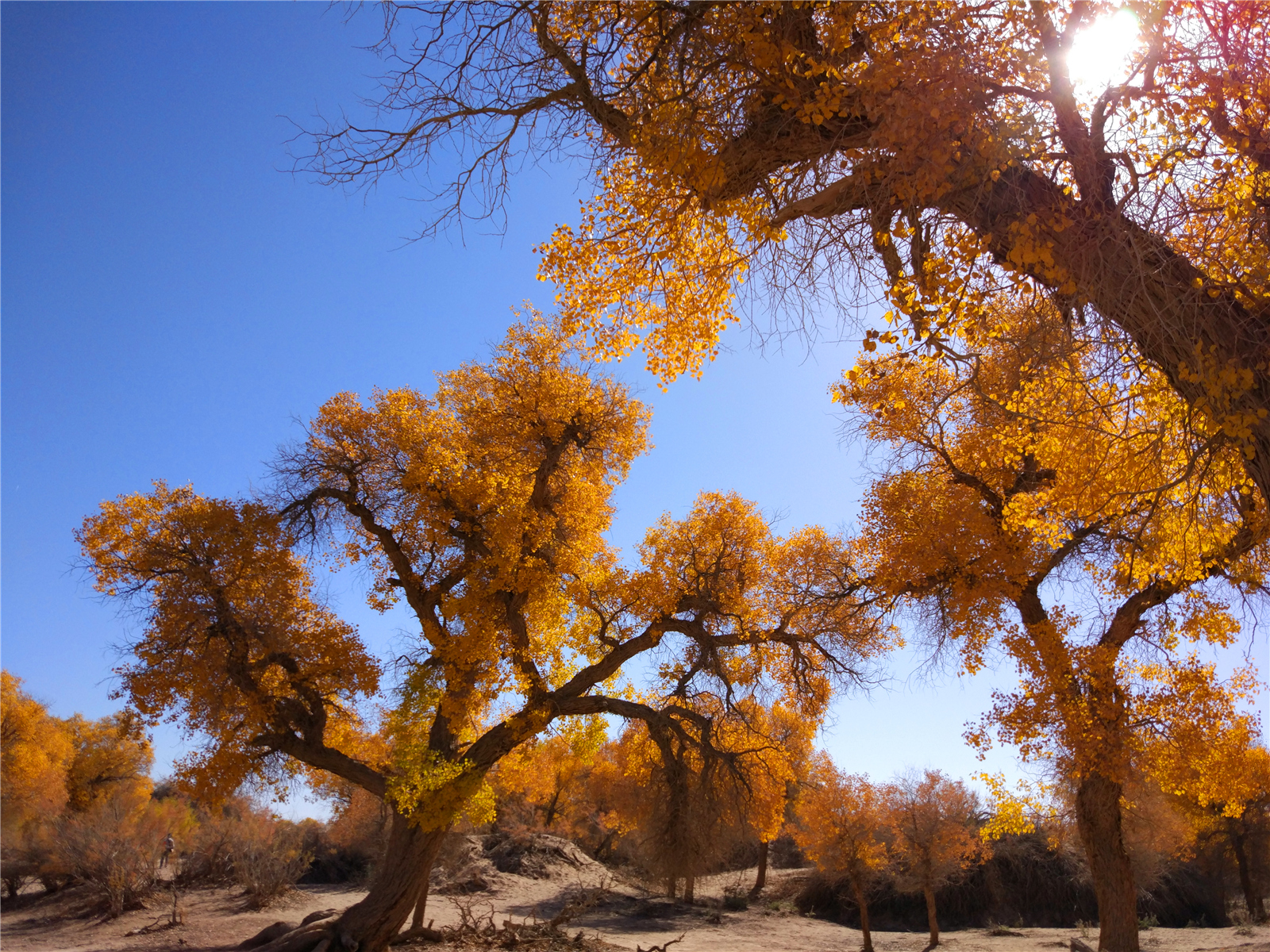 内蒙戈壁滩有一片林木,每年深秋美得耀眼,引无数摄影发烧友前往