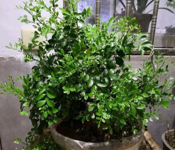 盆栽九里香,拔出来,洗洗根,开花更多,养个几十年没问题