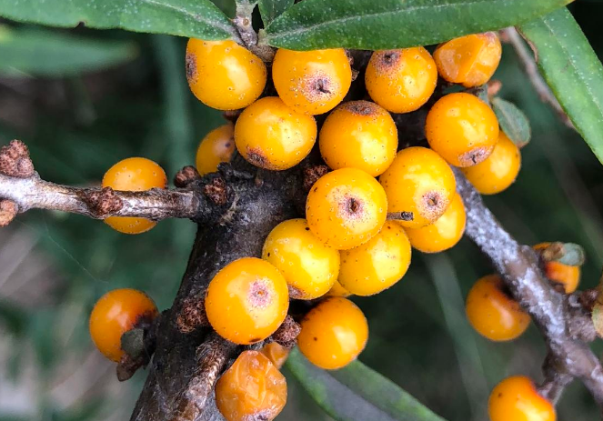 蚂蚁森林新植物出现了!宝藏姑娘沙棘,可以吃的新树种!