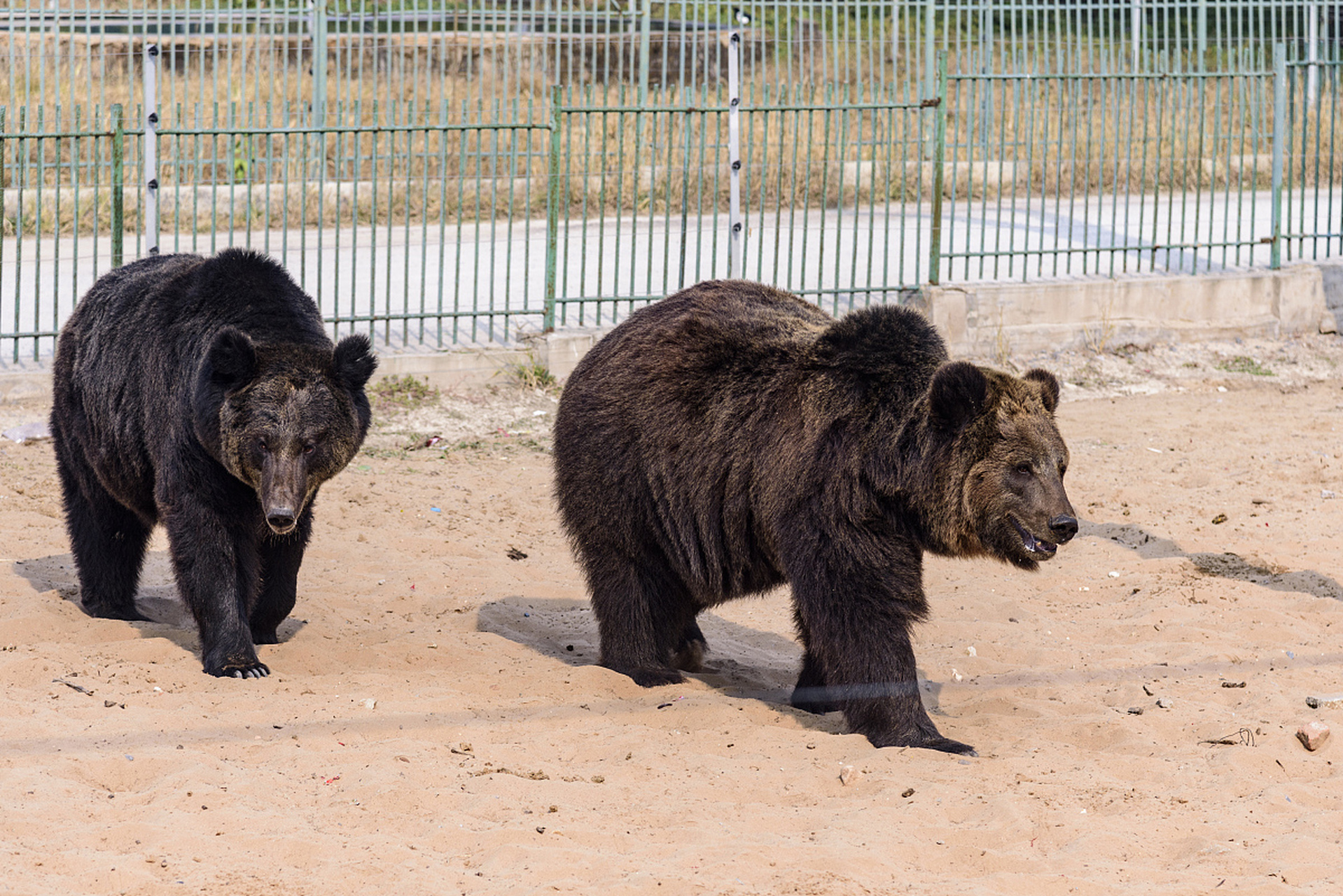 秦皇岛野生动物园位于北戴河,拥有众多稀有动物,游客可近距离观赏并
