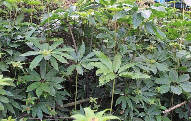 白参- 热门商品专区