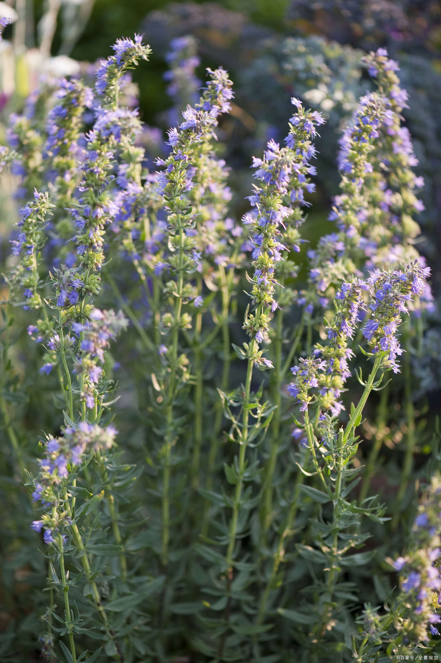 河南的中药的牛膝是什么