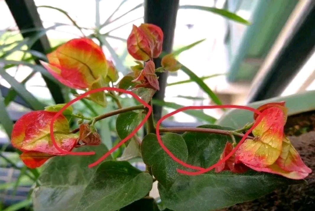 三角梅画报谢花修剪技巧,只需一摘加一剪,很快逼出二次花