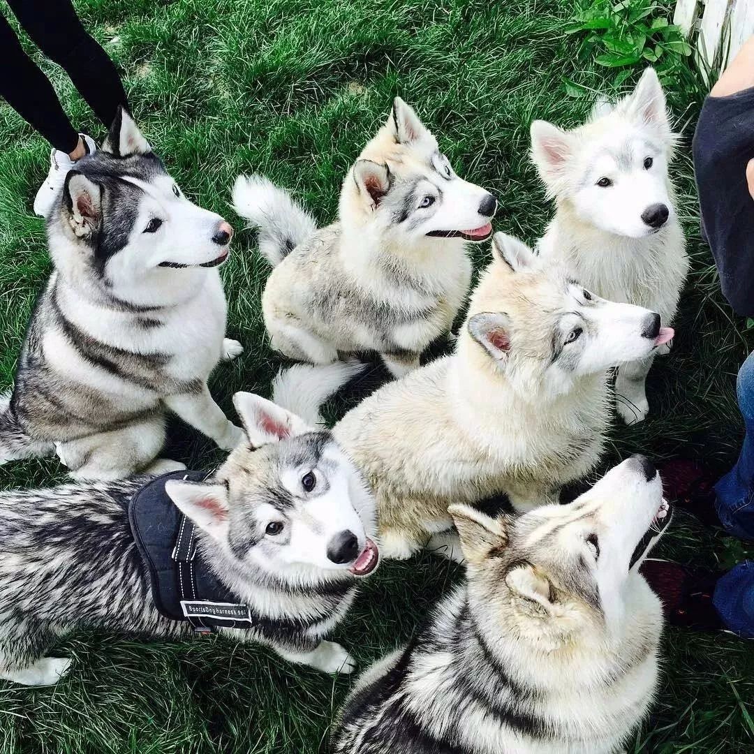 网友养了五只哈士奇,经常在院子大合唱,邻居提刀过来了