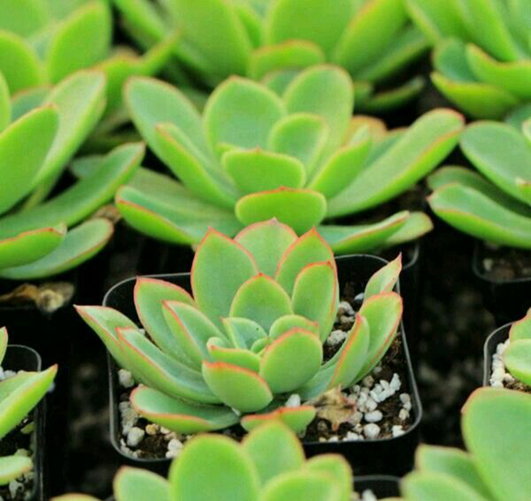 老牌薄叶系多肉—花之鹤的养护要点