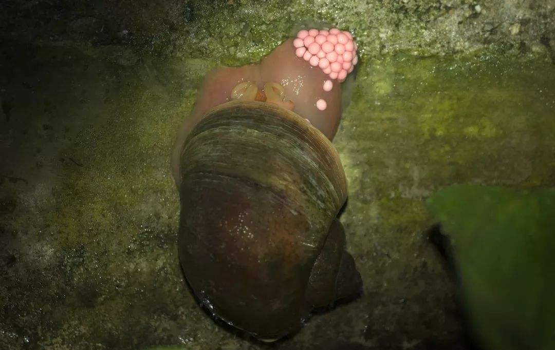 以前随处可见的福寿螺,一胎能产1000粒,为何现在看不到了?