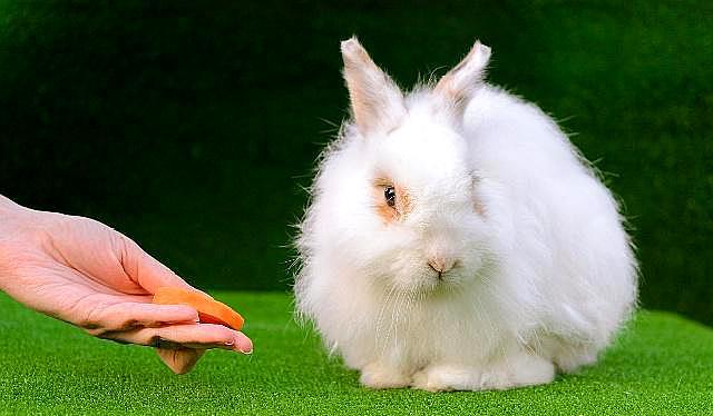 两种非常可爱的外国兔子,隔壁女生看见它们都走不动道了