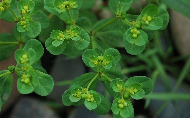 陕南毒草"五朵云",全身都是宝,能治的病真不少