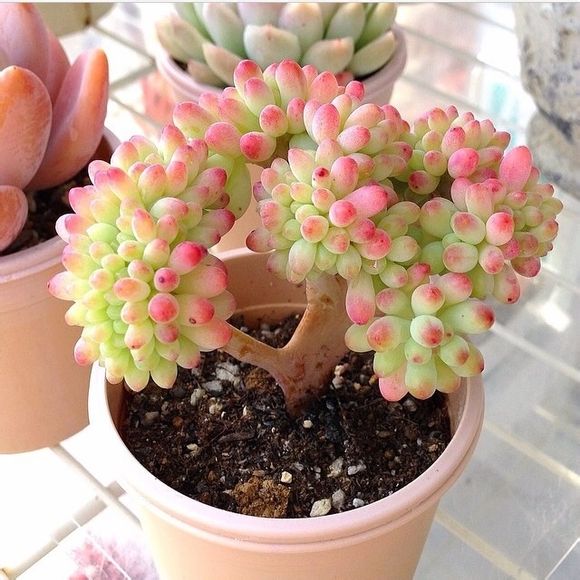 果冻乙女心绿成了普货?露养是王道,叶色柔美萌化你的少女心!