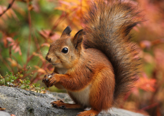 松鼠,四肢之间有皮膜相连,张开后可在空中滑行