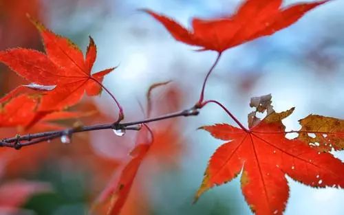 「古韵新风」商丽萍:七绝 咏香雪兰(外五首)