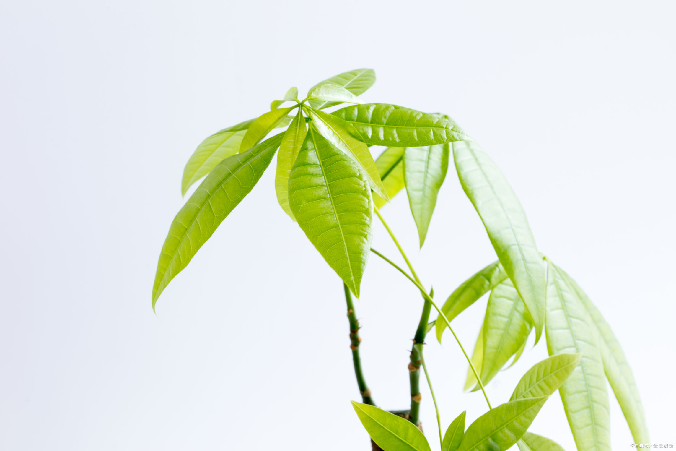 发财树 - 优质问答专区