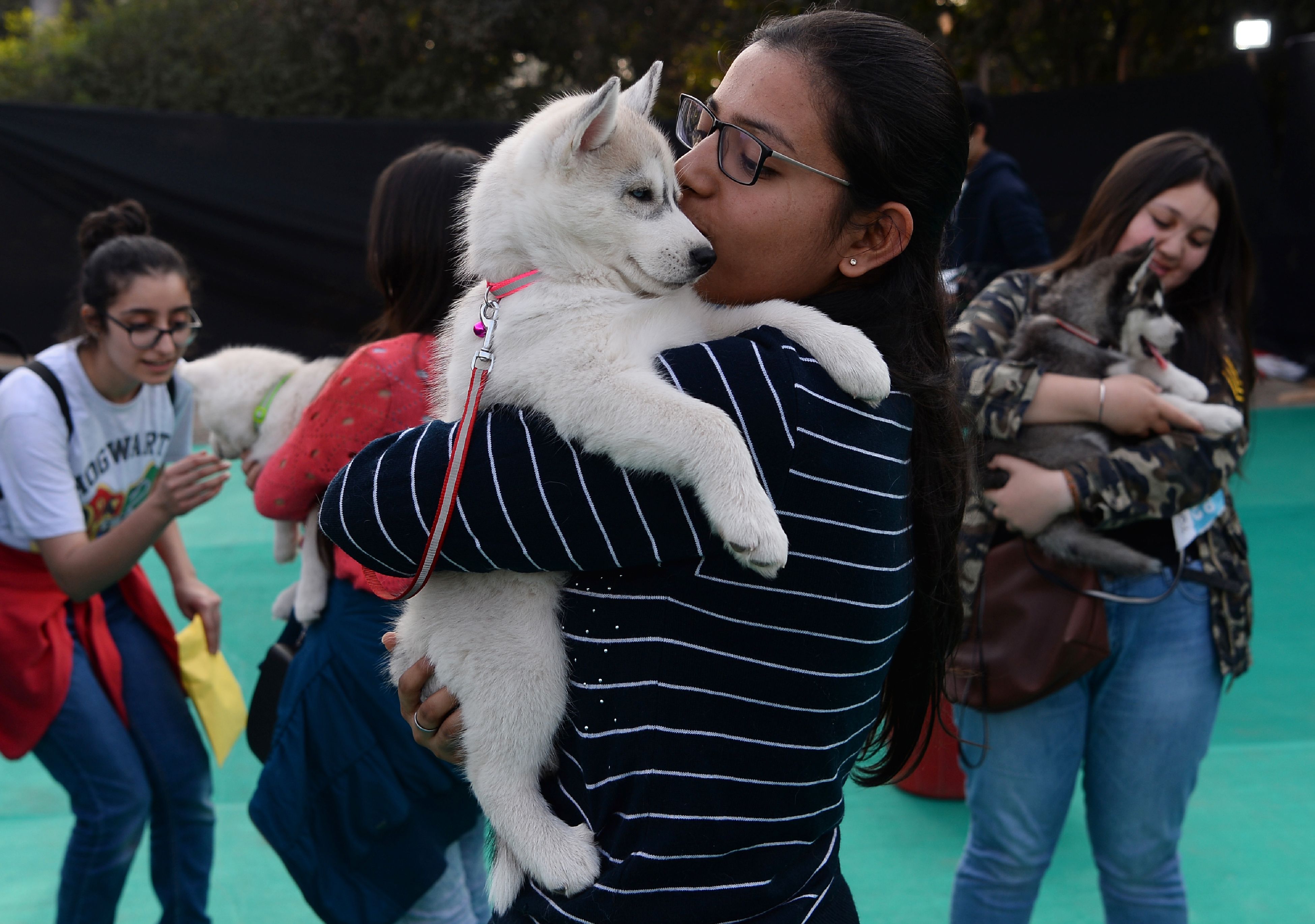 印度宠物节在新德里举行