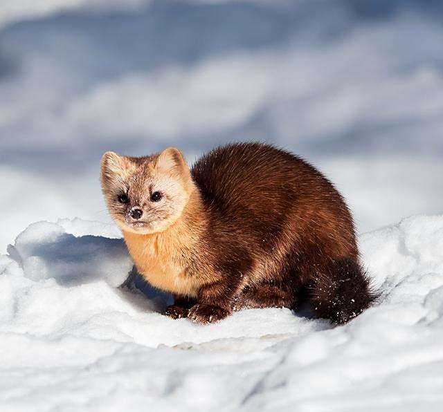 对于东北人穿貂,大家有什么看法?