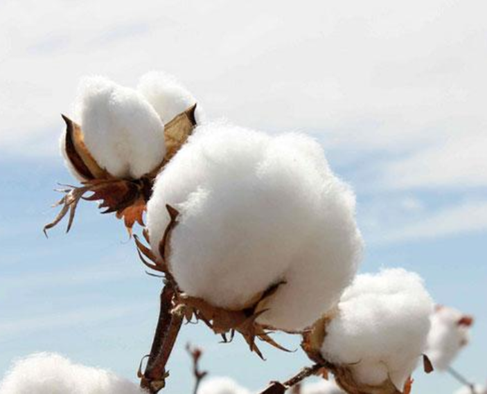 宋以前为什么不种棉花,没有棉被怎么过冬 棉花原产地并不在中国,而是