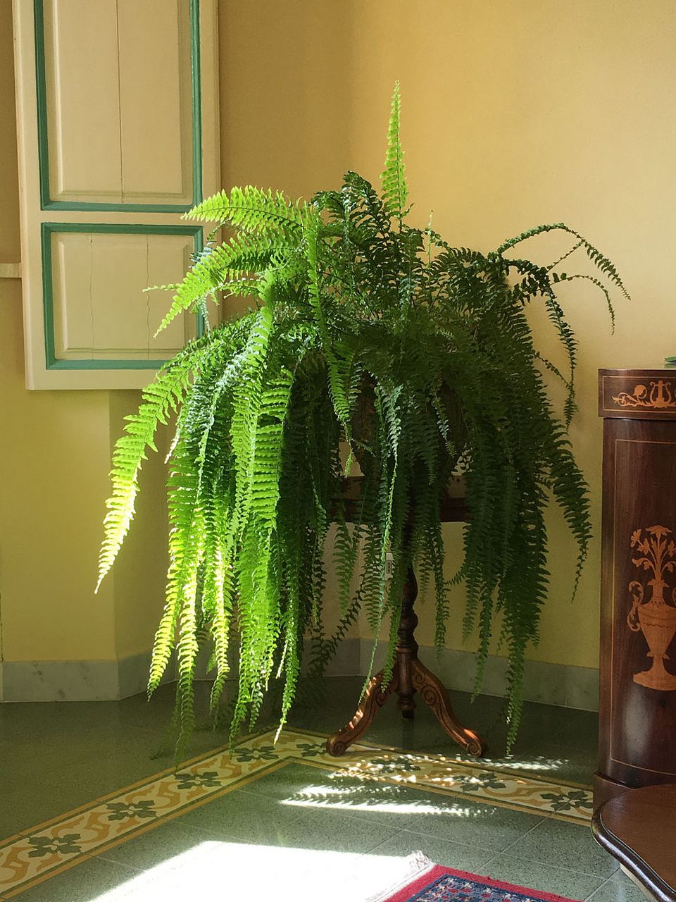 家居绿植# 金丝猴蕨怎么养护 金丝猴蕨是一种常绿的观叶植物,以下是