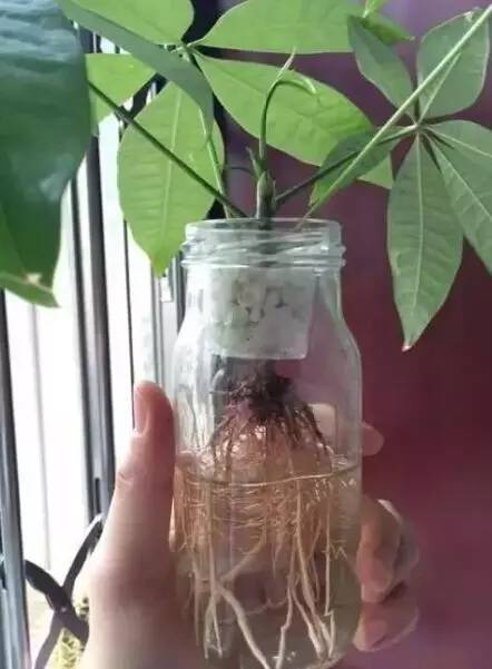 7月适合扦插"发财树",1个扦插小技巧,一盆变10盆,浓绿又旺盛