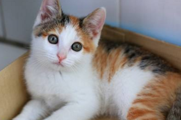 三花猫,三种颜色的混搭品种,让人一眼就着迷的小猫