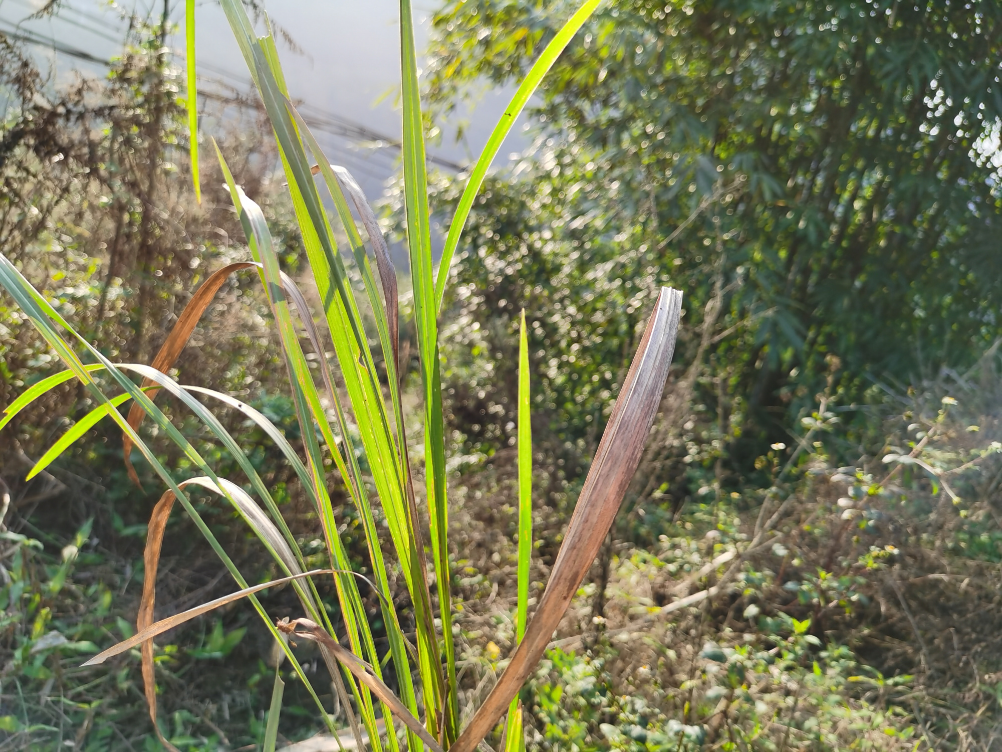 农村山上常见的一种植物"茅草",还有没有价值呢?