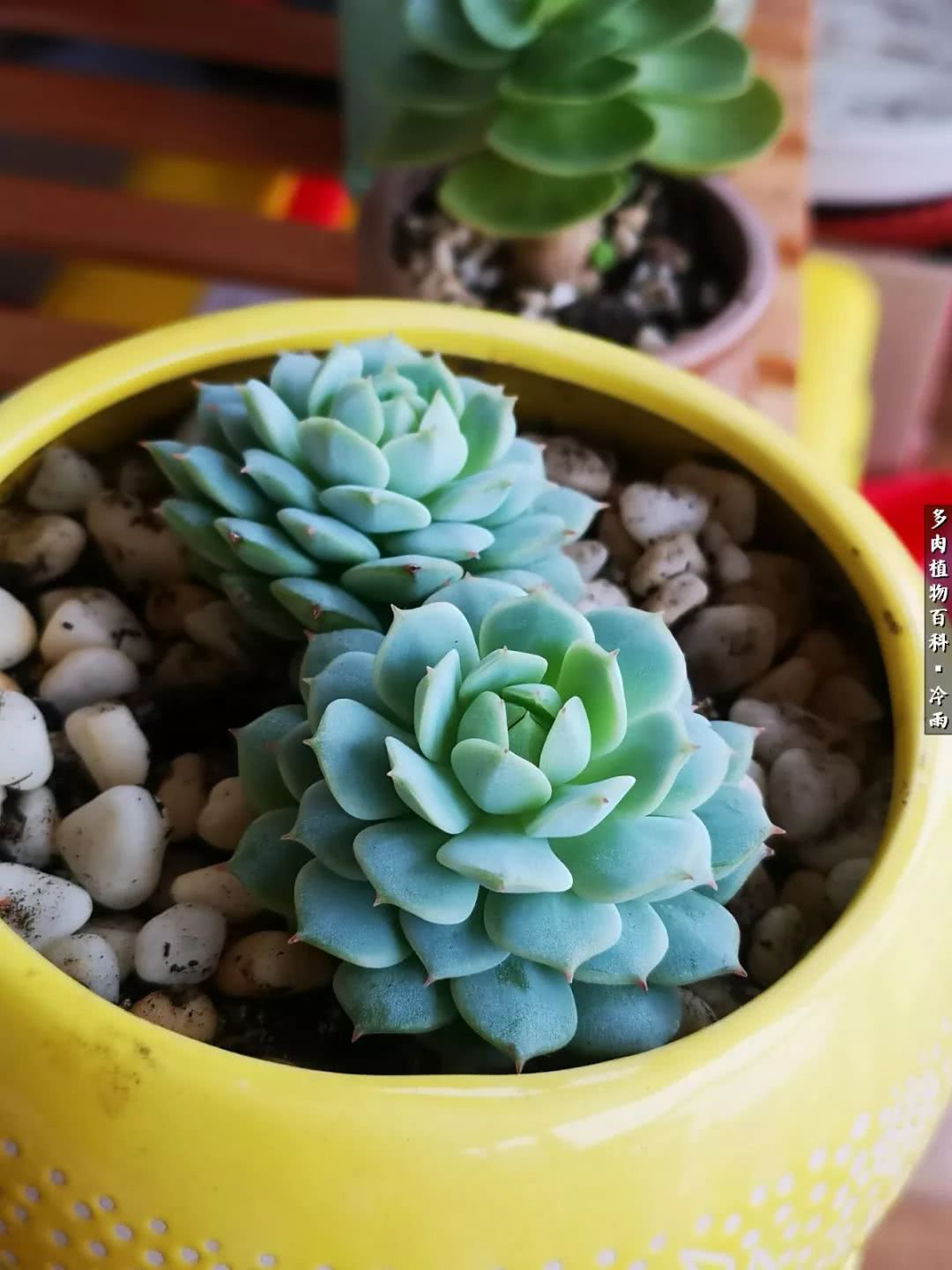 你在南方艳阳里恣意晒多肉,我在西北大雪中小心捂着肉!