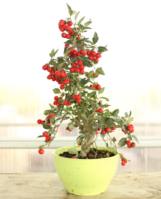 果树盆景家庭如何摆放?有哪些注意事项?